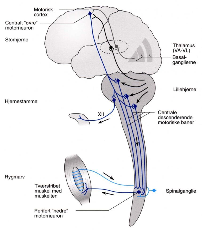 Det somatomotoriske system Motorisk cortex Pyramidebane Øvre