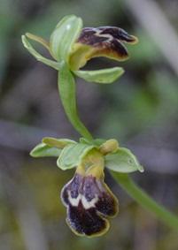 Moraea sisyrinchium Ophrys fusca subsp.