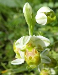Almindelig Brandbæger Tagrør Ophrys lutea subsp.