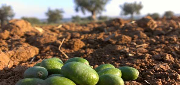Duft- og smagsmæssige egenskaber: (også kaldet olivenoliens organoleptiske egenskaber). Ekstra jomfru olivenolie skal være duft- og smagsmæssigt perfekt.