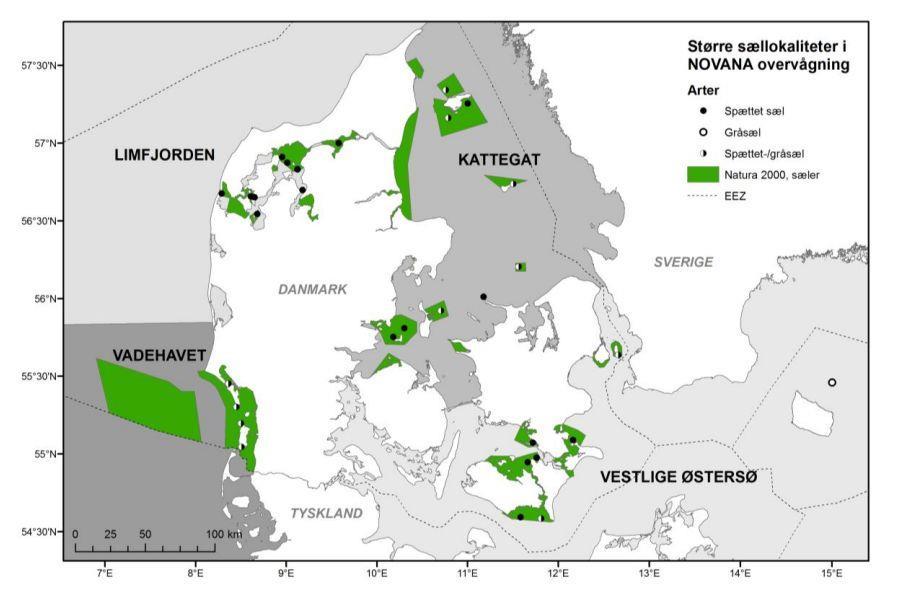 Den nationale bevaringsstatus for spættet sæl i Danmark er overordnet set vurderet som gunstig og bestanden vurderes som værende større end 15.000 individer (se figur 6-2).