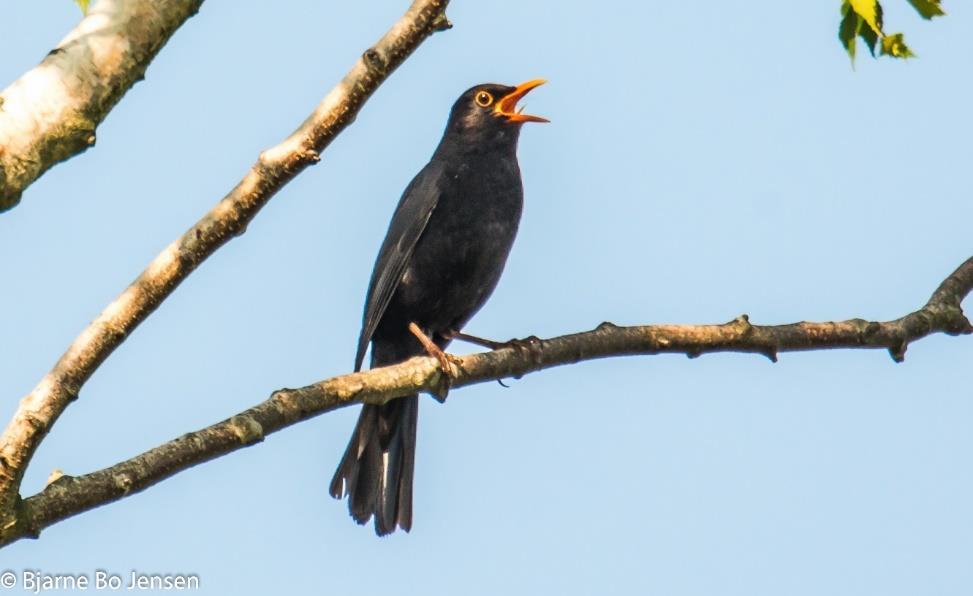 Fuglenes sang og kald (1) (Akustisk kommunikation) Overordnet funktion - lyd akustisk miljø territorium - morgenkor Fuglene kommunikerer både visuelt og akustisk.