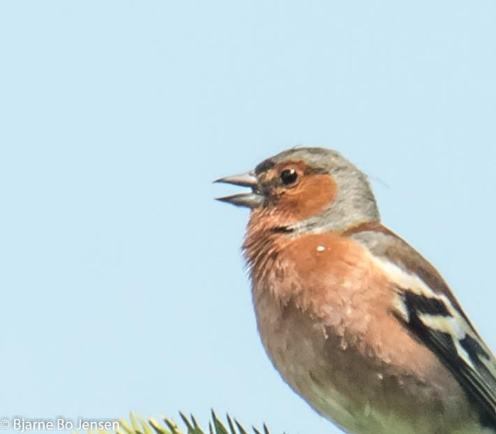 Hvordan lærer fuglene at synge deres specifikke sang?