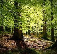 afhængigt af miljø. I skoven mangler de højere toner, da de i højere grad end de dybere bliver dæmpet af blade og anden vegetation. Der er derfor ikke grund til at synge dem.