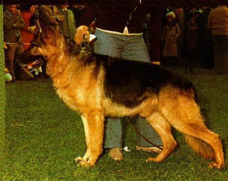 SIEGER 1978-2010 Siden 1899 og til i dag har SV (den tyske schæferhundeforening) (SV)udnævnt en eller VA 1 han, dog med afbrydelse i årene 1914-1918, 1938-1947 samt 1974-1977.