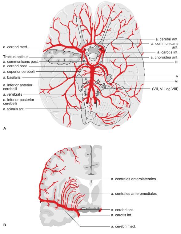 Hjernens vigtigste arterier A. carotis interna deler sig a. cerebri anterior og a. cerebri media De 2 vertebralarterier danner ved sammenløb a. basilaris, som afgiver a.