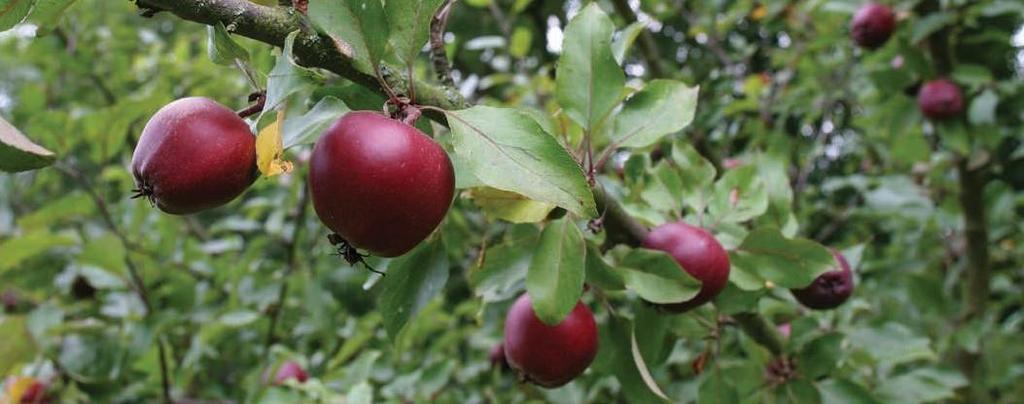 Frugttræer - TR 3 Et frugttræ giver spiselige frugter og er oftest æble-, pære-, blomme- eller kirsebærtræer. Frugttræer findes oftest som solitære træer eller i grupper.