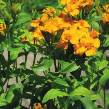 Indianermynte (synonym Anisisop) (Agastache foeniculum). Flerårig plante med meget kraftig lakridsduft og violette blomster med meget nektar. Blomstrer september. Op til 60 cm. Oprindelse Frøposen.