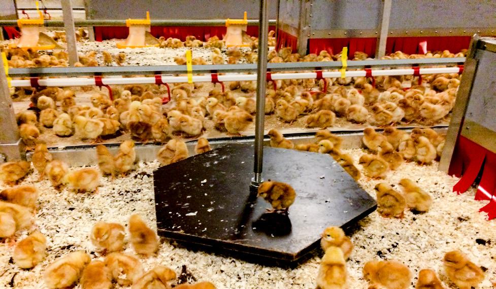 Opdrætsperioden Vægten er fast i stalden og giver et indblik i kyllingernes tilvækst over tid. Det er vigtigt at der løbende tjekkes for døde kyllinger under kyllingemødrene.