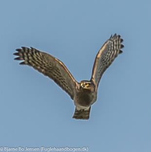 Hos fuglene vender ledskålen lige ud fra siden, og tillader vingen at bevæge sig bagud op over ryggen og vingen har en bevægevinkel på op til 180, og dermed effektive vingeslag.