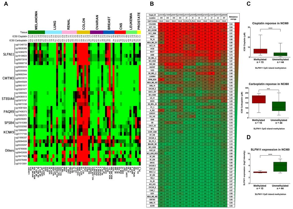 Hypermethylation of SLFN11 CpG promoter island is associated with a inactivation of SLFN11 gene expression in cancer cells transcription-pcr (Figure 2B), and protein, as assessed by western blot