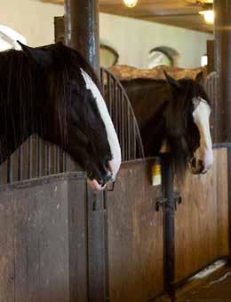 Miljøregler Når du har mere end fire heste med føl på din ejendom, skal du overholde nogle bestemte miljøregler.