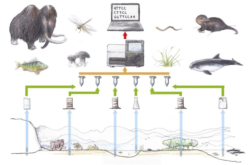 Figure 1: Drawing of the workflow from environmental sample via DNA metabarcoding to species identification.