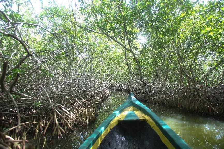 Sammen med en lokal fisker sejler i ud i mangrovekanalerne og ser hvordan folk fisker ved at kaste