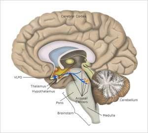 Retikulære aktiveringssystem (RAS) Hjernens aktiveringssystem Reagerer på stimuli fra omverdenen, og fra kroppen tankerne og følelseslivet Mange impulser både udefra samt