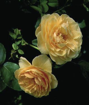 Abraham Darby Auscot Vækst Bred og tæt 125-150 cm. Blomst Rosa med kobberfarvet skær juni - okt.