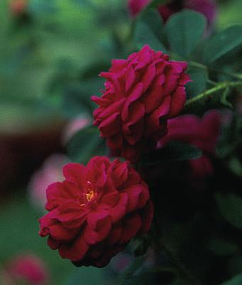 Albertine Wichuriaiana 1 stk. 10 stk. Vækst Kraftig og rankende 200-300 cm. Blomst Laksrosa juni - juli og sep.