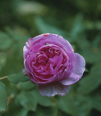 Historiske roser Jacques Cartier Portland rose 1 stk. 10 stk.