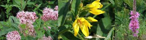 de gule blomster af duskfredløs og gul iris. De dominerende elementer i mosens flora er dog stadig gråpil og tagrør, ofte fejlagtigt kaldet siv.