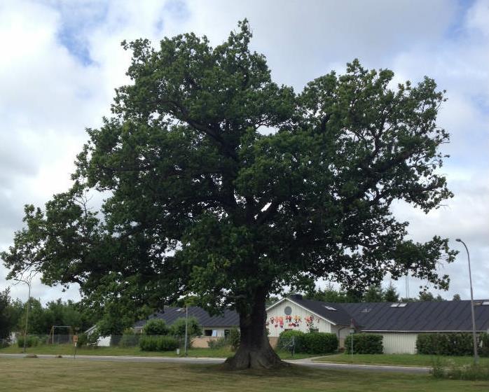 Velkommen Furesø Kommune har omkring 5.600 træer, hvoraf cirka 2700 er gadetræer. Der er i budgetåret 2019-2020 afsat 500.000 kr. årligt til genplantning af kommunale vejtræer.