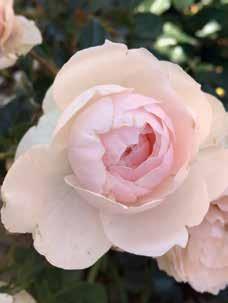 14 nr. 2 / april 2019 Foto: RosesForever Genforeningsrosen er hvid med sart rosa midte.
