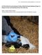 En litteraturbaseret gennemgang af mulige velfærdsmæssig betydning af brugen af længerevarende smertelindring til kalve efter afhorning
