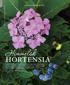 Himmelsk hortensia. Dyrk dem i krukker og bede