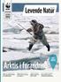 Arktis i forandring. Arktis. Levende Natur MAGASIN OKTOBER TEMA: Årgang 30. Isens konge Isbjørnen går nye tider i møde