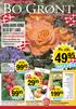 Rose Flora Danica Storblomstrende og yderst velduftende sort. Normalpris 99,95. Pr. stk. SPAR 10.-