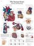 Anatomi og fysiologi Hånden på hjertet