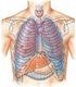 Stud.med. MP, AU 07. Lektion 12. Trachea, lunger og pleura. Makroskopisk anatomi, 2. sem. Lektion 12 Side 1 af 6