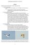 Fuglehåndbogen på Nettet (BBJ) (vs.1.3: ) Flyvning