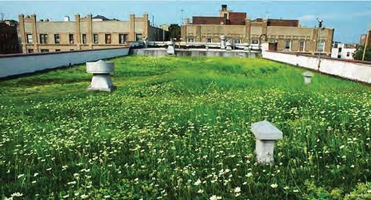Green Roof on