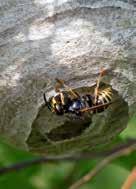 Har du et hvepsebo, så tag kampen op med HvepseFri. Skumspray, som fylder hvepseboet ud.
