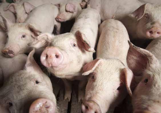 Slagtesvineproducenterne Driftsresultaterne for slagtesvineproducenterne er forbedret i 2011, bl.a. på grund af stigende priser på svinekød.
