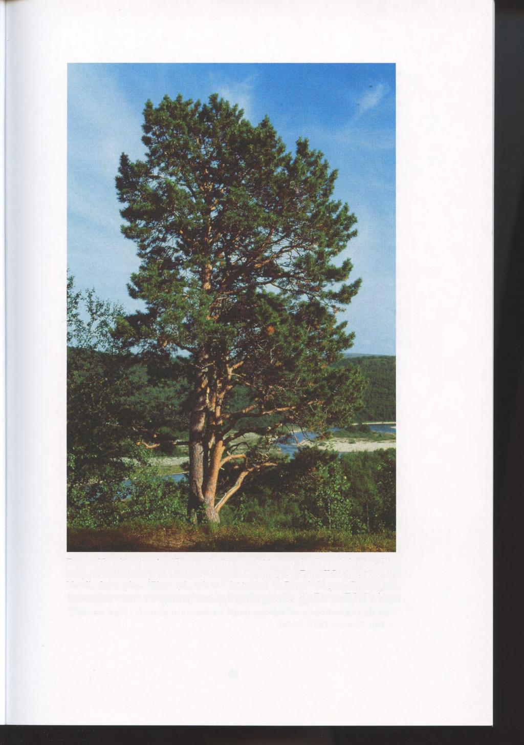 Fig. 4. Nordisk Skovfyr (Pinus sylvestris var.