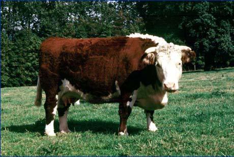 alleles from 1960s to 1990s Vaynol cattle: (N e 3.