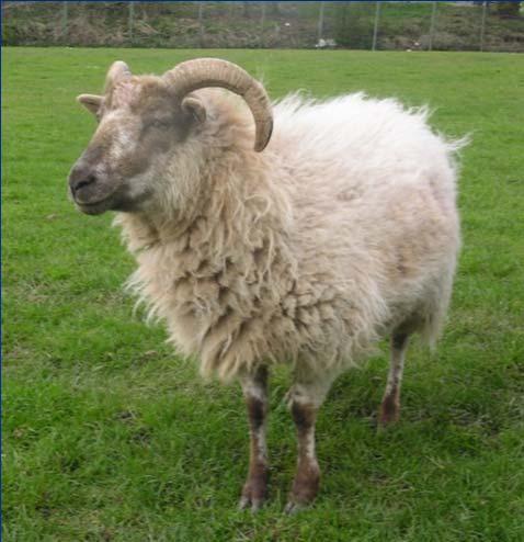 Example Breeds UK sheep Boreray 255 breeding ewes; 180