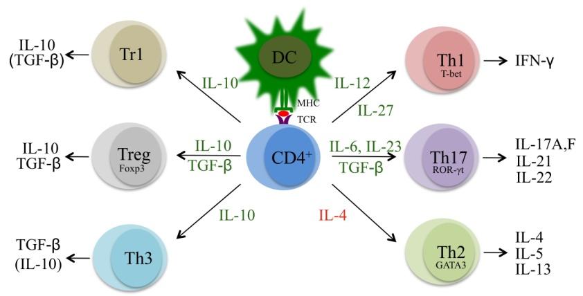 Chapter 1 Figure 1. Differentiation of naïve CD4 + T cells.