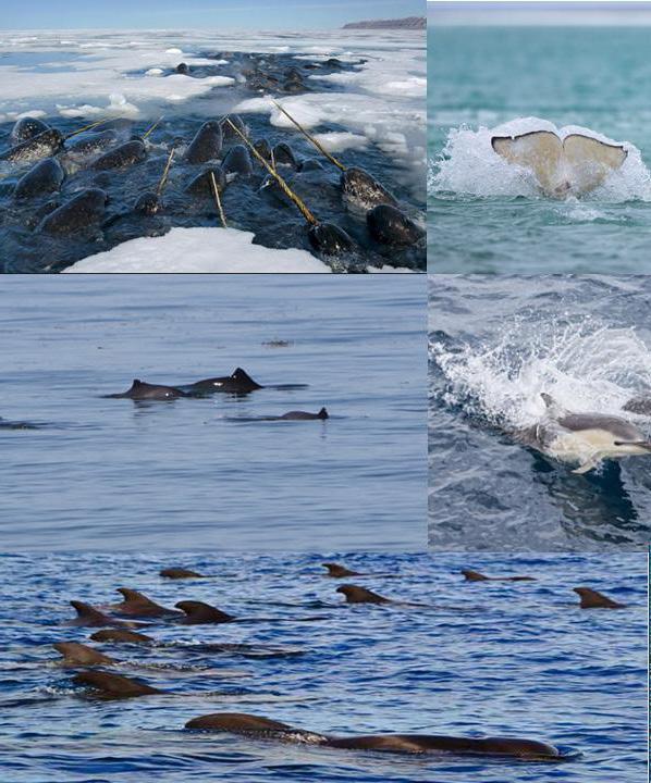 48 Fangsttal fra Grønland tyder på, at nye arter som spækhuggere, grindehvaler, hvidskæving, hvidnæser, døgling og marsvin er blevet mere hyppige grundet