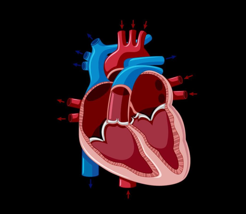 DESIGN EN HJERTE- KLAP For at kunne fremstille et udstansningsværktøj med den fornødne præcision, må der udarbejdes en 3D-tegning af delene til hjerteklappen.