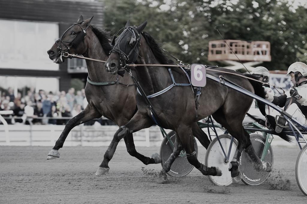FYENS VÆDDELØBSBANE / BANE 05 / FREDAG 19. JULI 2019 13 VINDERCHANCE ELLER OUTSIDER? Få trænernes vurdering af hestenes chancer under punktet trænerkommentarer på fasttrackracing.