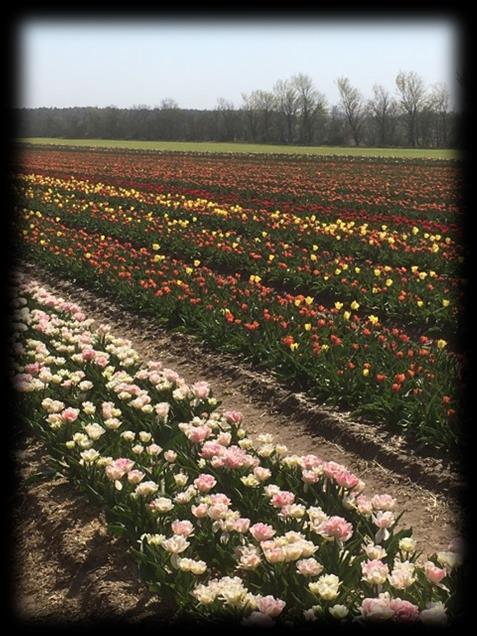 I næsten 20 år er der blevet produceret tusinde af tulipaner på marker nær Gram midt i