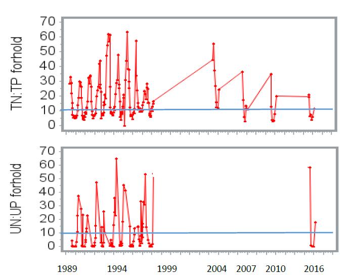 Figur 14. Udviklingen i kvælstof til fosfor forholdet på vægtbasis i Kilen 1989-2014, hhv. for totalen af de to næringsstoffer (TN, TP) og for deres uorganiske fraktioner (UN:UP).