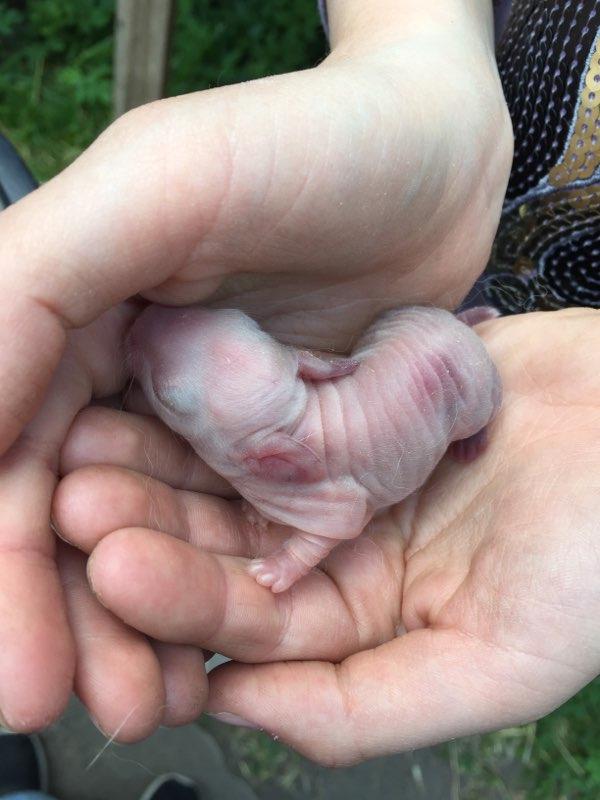 nyfødte kaninuger