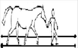 08. Smal passage (føre) Føre hesten gennem passagen uden at hest eller rytter berører bommene. Den først valgte gangart holdes.