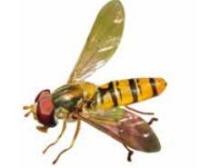 bekæmpelsen af bladlus, sommerfuglelarver, stuefluer, stikmyg og andre insekter Hvepsens brod er glat, så den kan trække den ud og stikke flere gange.