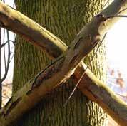 På træets stamme eller grene, kan I binde eller vikle friske grene på som et mærke. En grankogle, der bindes eller vikles ind i en bøgegren er et tydeligt mærke eller spor.