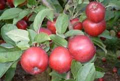 De røde æbler løsner let fra træets trætte kviste. Snart lysner kronens bladenet, og hvert et løv må briste.