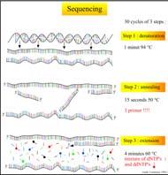 Gene Sequencing Protein sequencing De-novo sequencing can be laborious for large proteins.